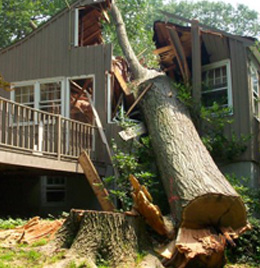 Emergency Tree Service