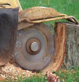 Stump Grinding Service