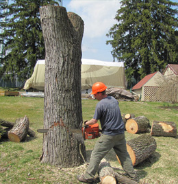 Tree Removal