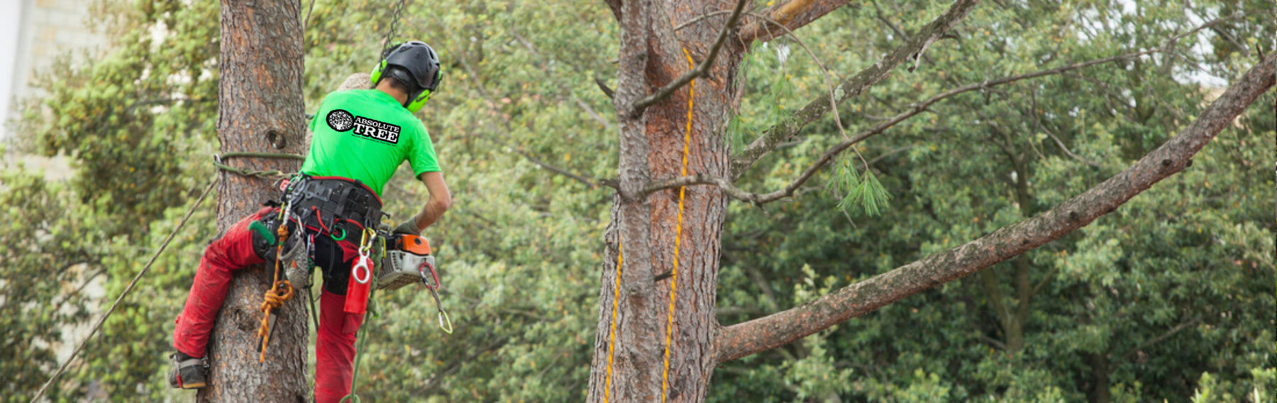Tree Service