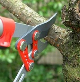 Tree Trimming
